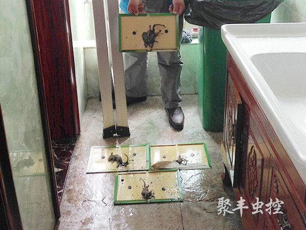 柏丽金酒店灭鼠