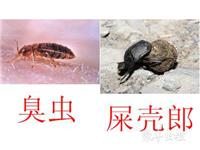 臭虫防治